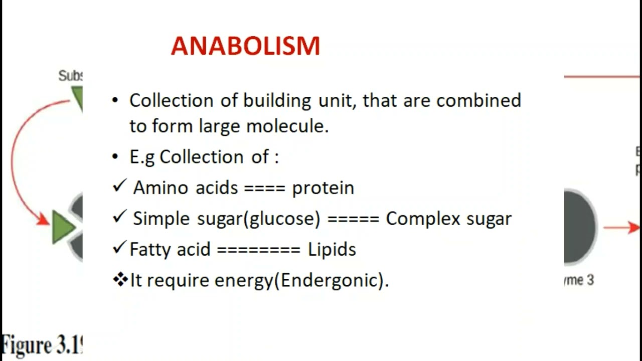 metabolism