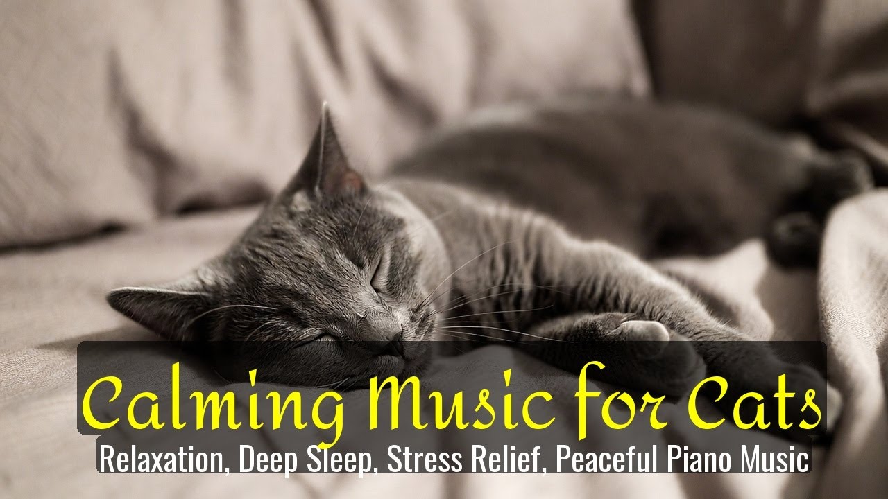 LIVE Cute Sleeping Cat for Ultimate Relaxation 😌 | Season 24