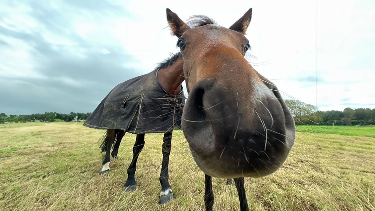 Best horse videos - These Funny And cute Horses are a must watch! P13