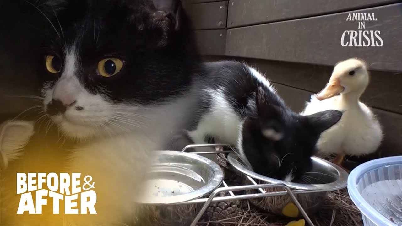 A New Addition To A Cat Family... Is A Duckling?! l Before & After Makeover Ep 164