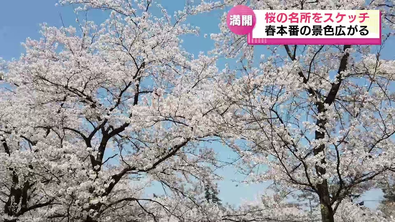 【花見がピーク】桜の名所を空からリポート　各地で４年ぶりのにぎわい《新潟》