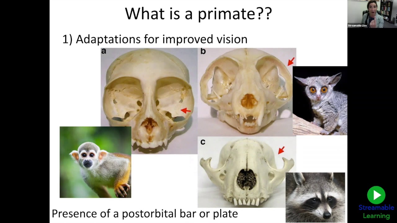 FOSSIL FRIDAY: Primate Evolution | Grades 7-10