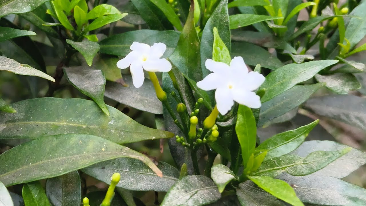 আসসালামু আলাইকুম সবাই এসো গল্প করি🥰🥰