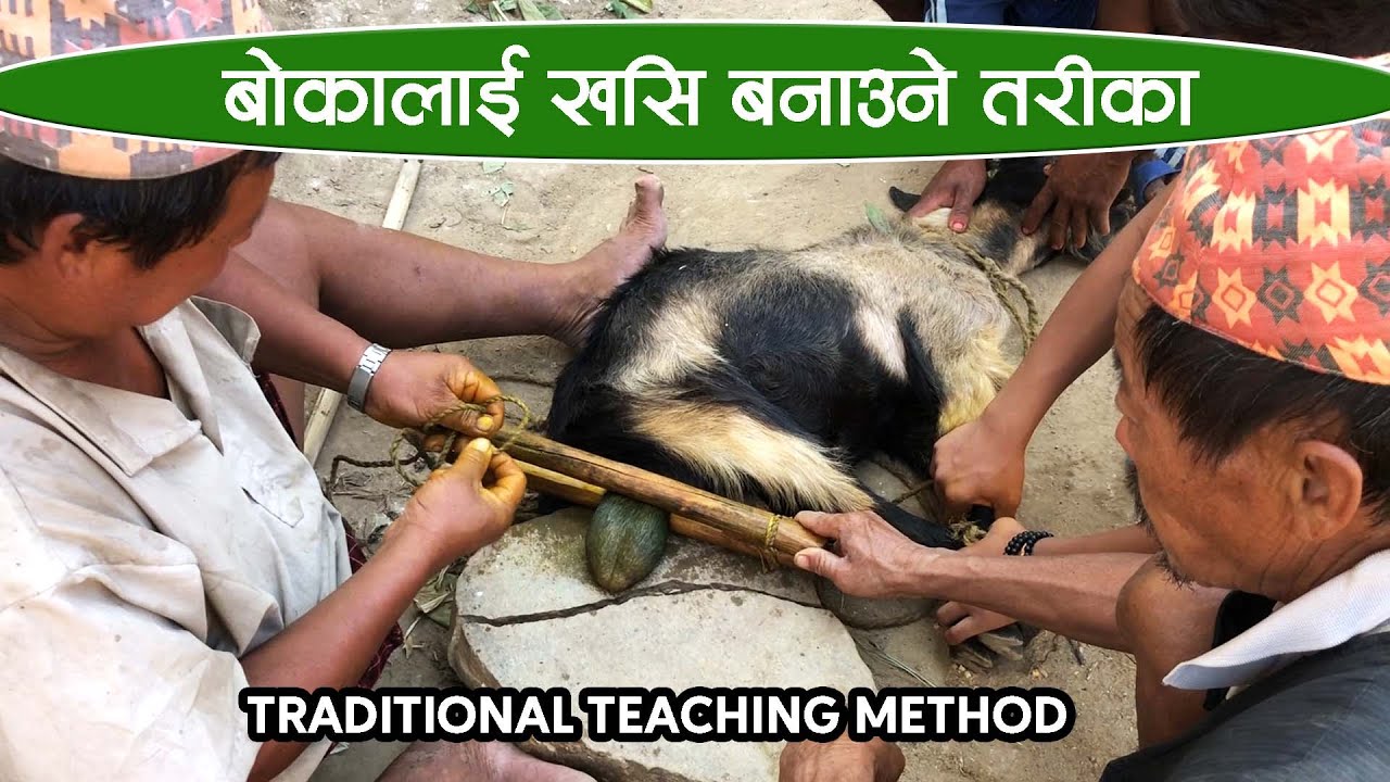 बोका लाई खसी बनाउने तरिका II Male Goat (Boka) Castration Khasi in Traditional Technology .