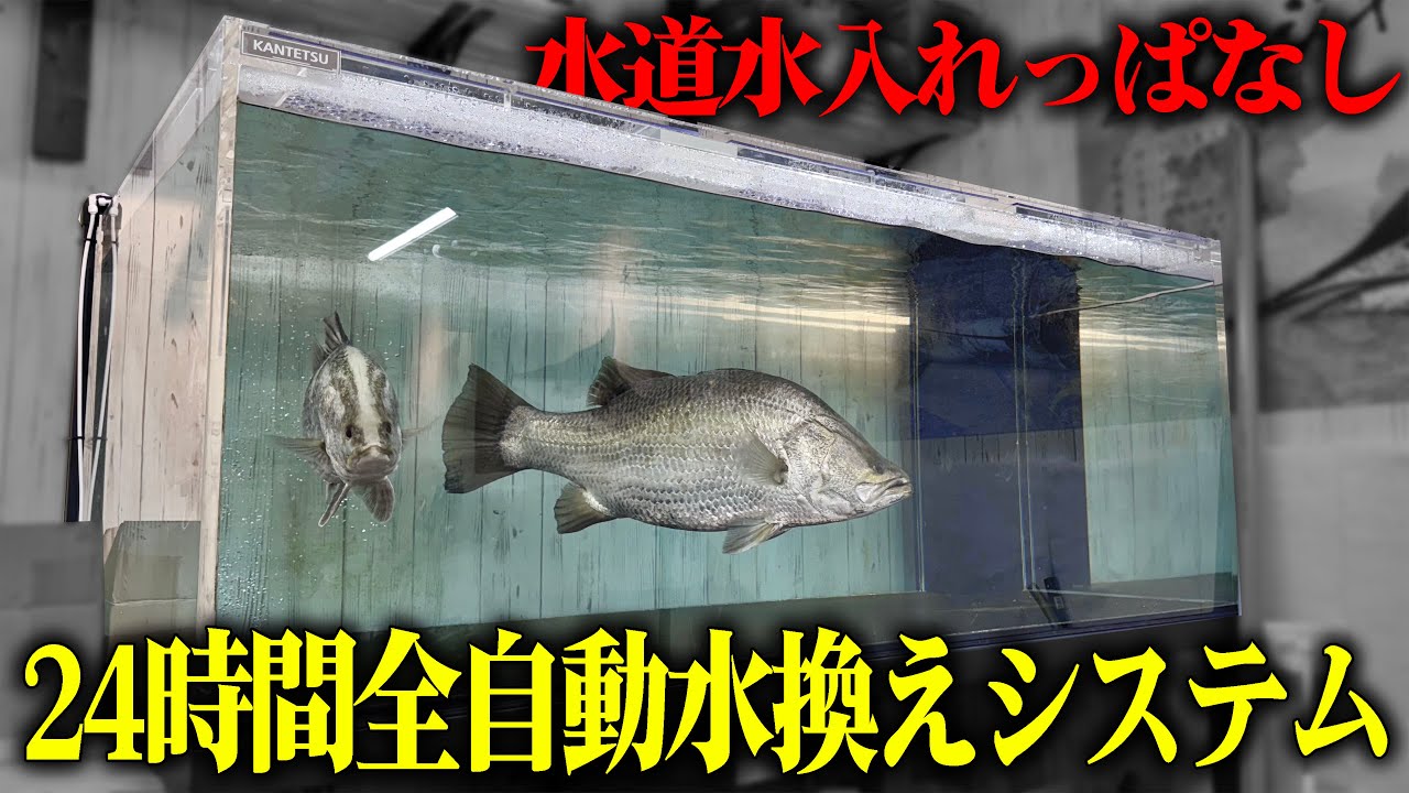 【飼育放棄】超巨大水槽の水換えがめんどくさいから水道水を入れっぱなしにして「24時間全自動水換えシステム」作ってみた