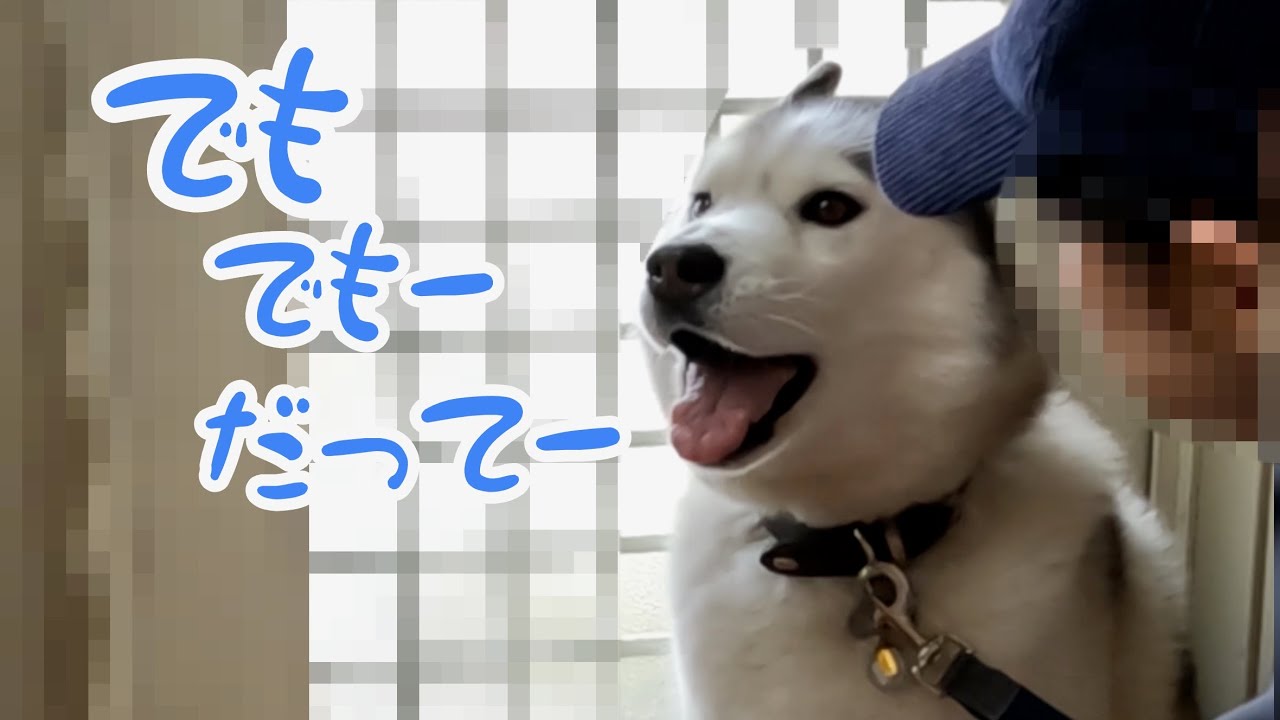 怒られて言い訳と反論が止まらなくなったハスキー