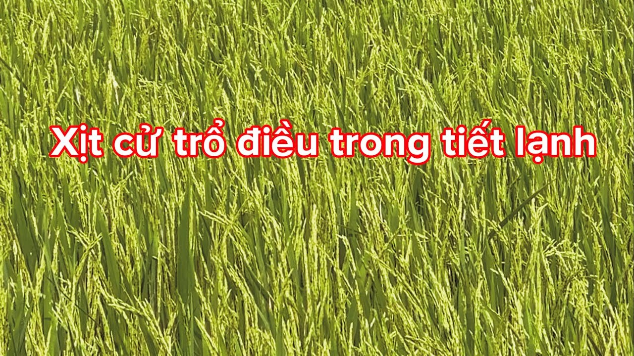 Xịt thuốc cử trổ điều cho lúa trong tiết lạnh #agriculture @Anhbanông 