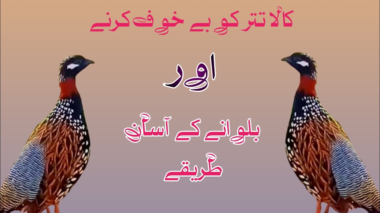 Teetar Ka daar khatam Karne 🔥 Or Bulwany Ke Treqy| Black Teetar Info|تتر کی گرمی میں دیکھ بھال|