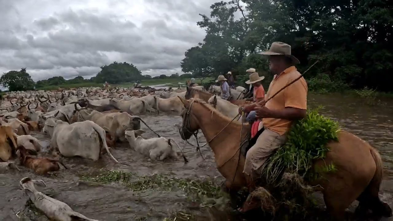 TRABAJOS DE LLANO ENTRE EL AGUA, TOROS Y CABALLOS.