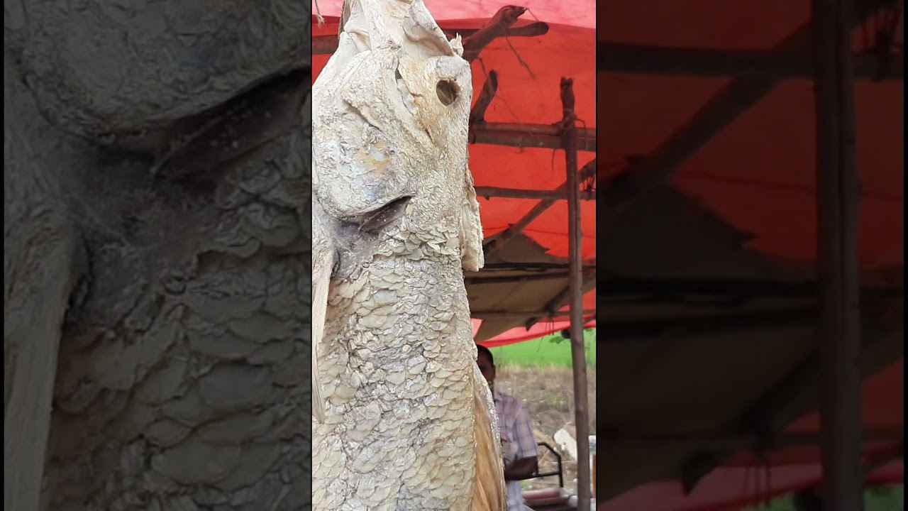 @shorts||SHORTS||Big Dry fish market|Indian best Dry fish maket|@SHORTS