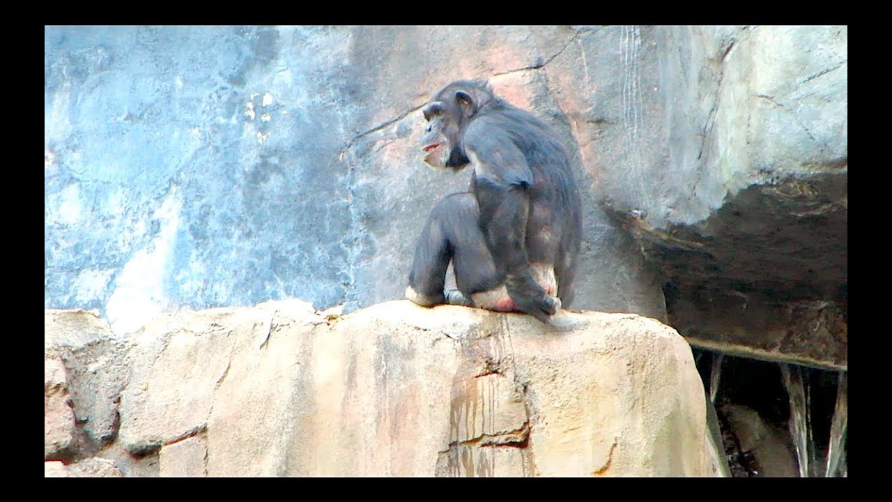 CHIMPANZEE DISASTER! WARNING... (vlog day 19)