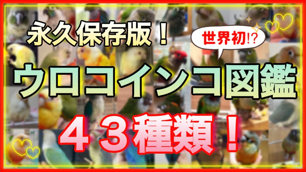 【ウロコインコ】43種類のカラーを紹介！ノーマルからレアウロコまで全てがわかる！