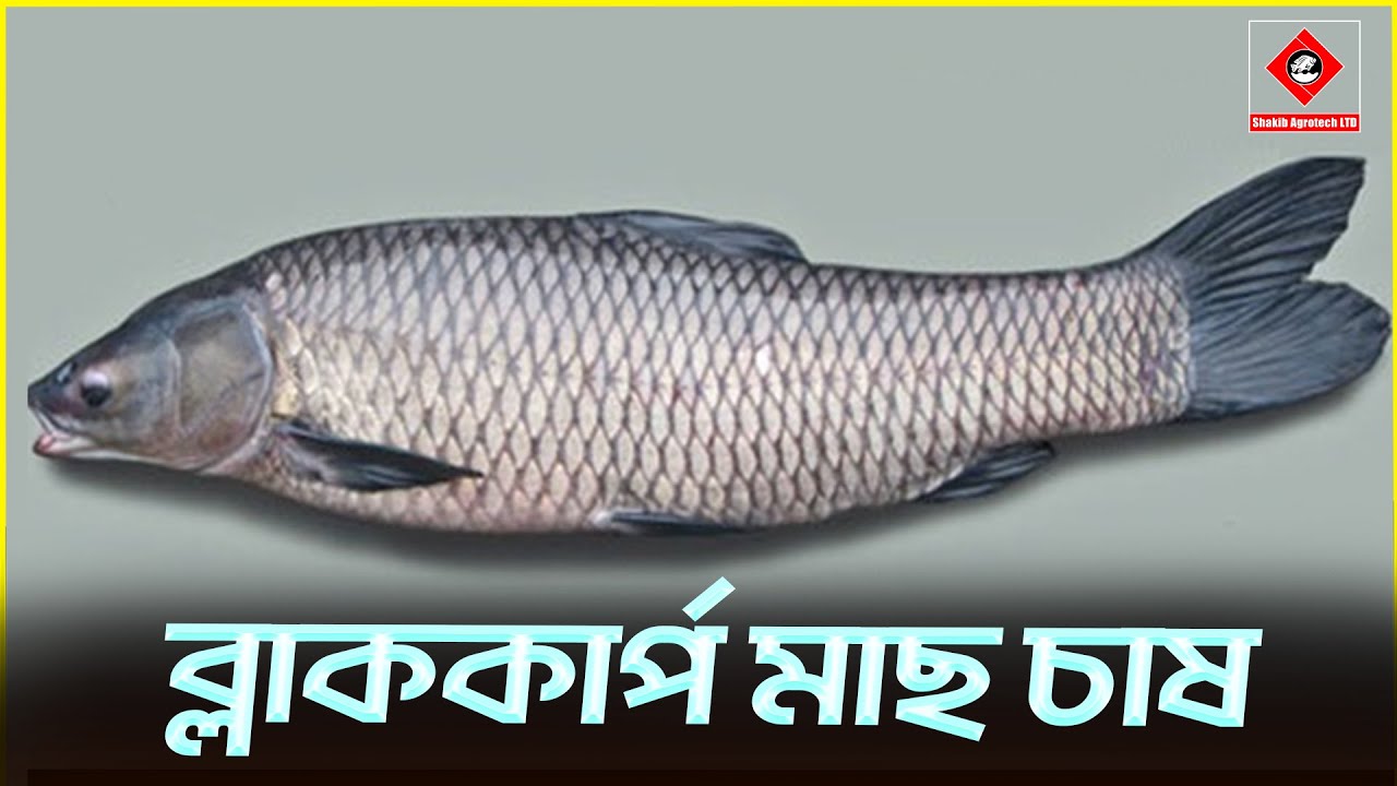 ব্লাককার্প মাছ চাষ পদ্ধতি || Shakib Agro || Black-carp Fish Farming || ব্লাককার্প মাছের চাষ