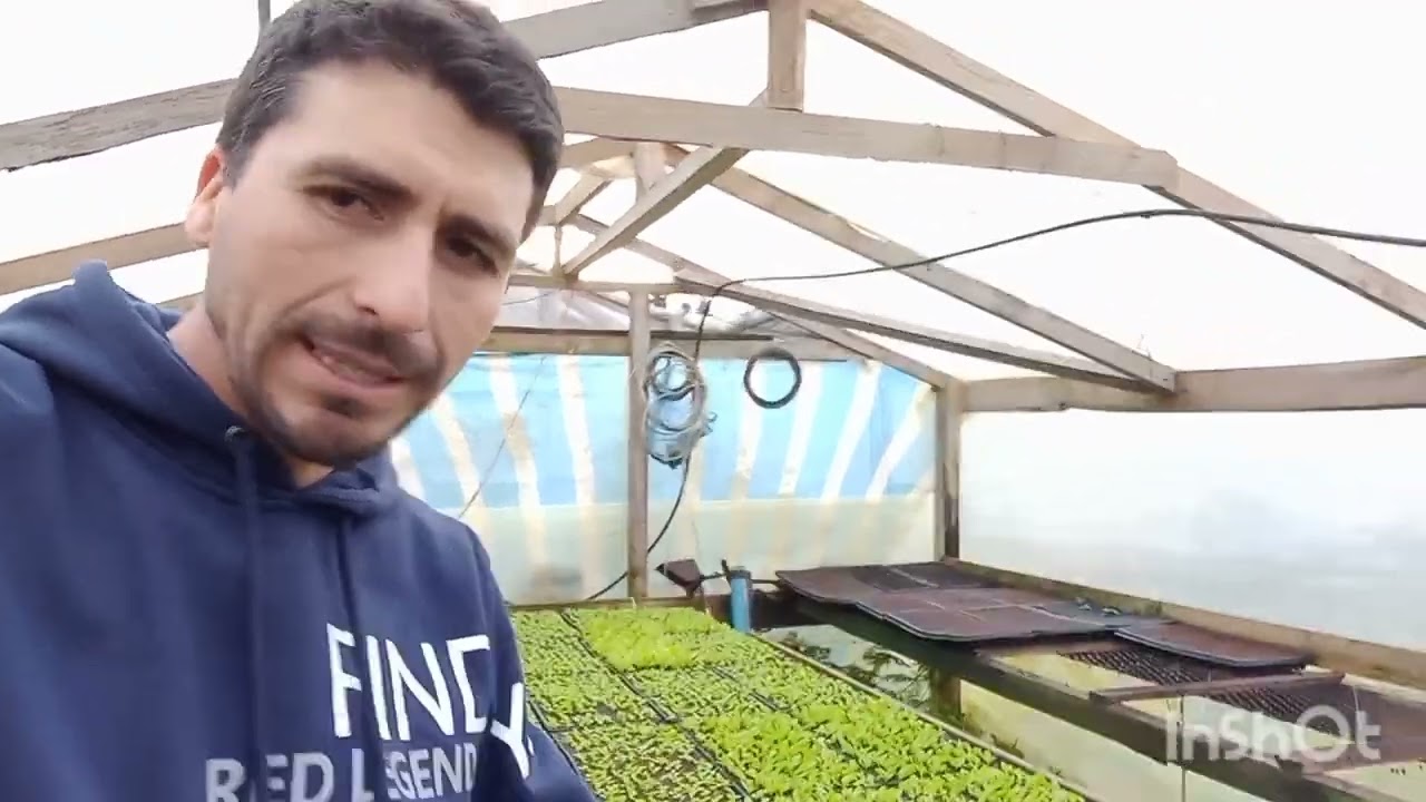 como vender lechugas todos los días