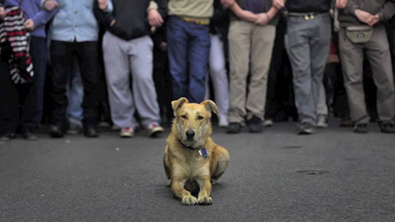 Protest Dogs