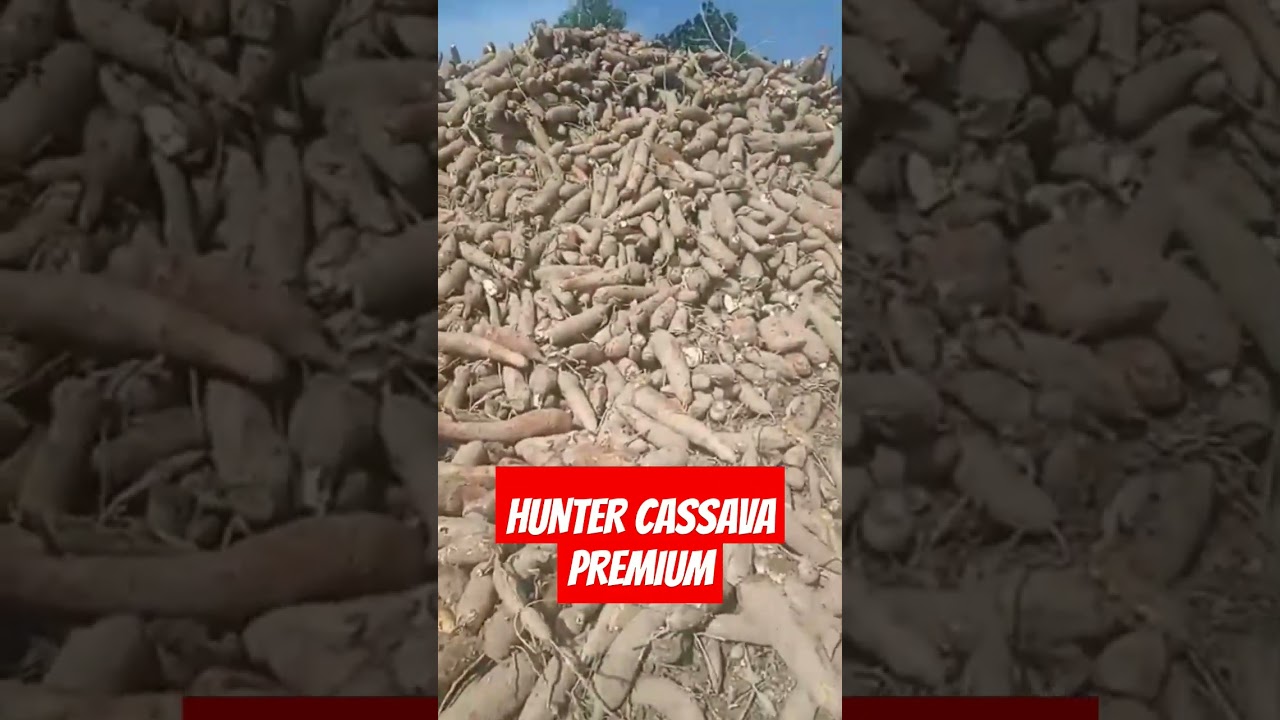 STANDART CASSAVA PREMIUM OLD HARVESTING AGE EIGHTH MOUNTS