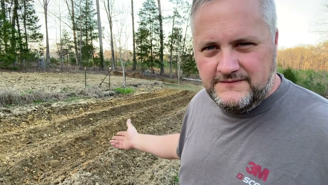 Демонстрация использования трактора Farmall Super A для закладки новых рядов на картофельной грядке.