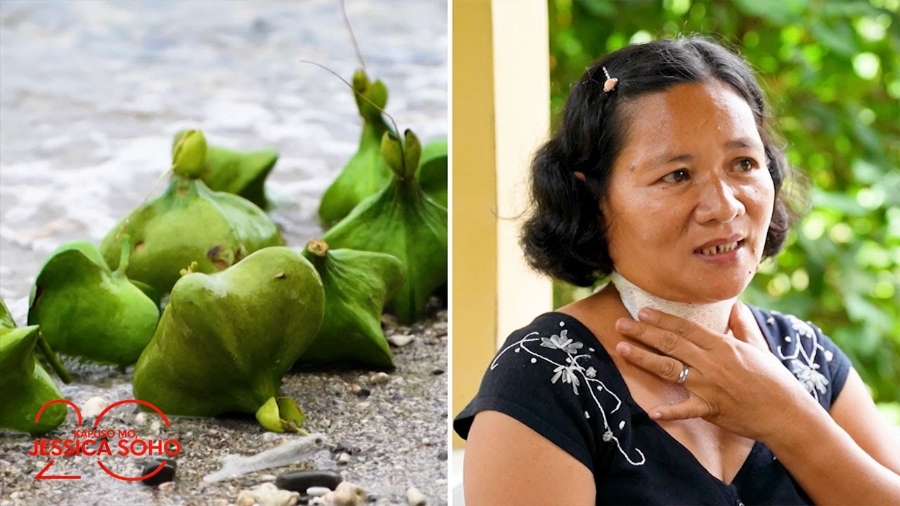 Bitoon fruit, nakakagaling diumano ng mga bukol, tumor at kahit pa kanser? | Kapuso Mo, Jessica Soho