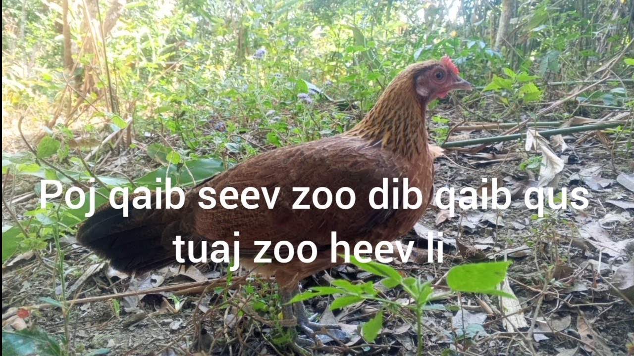 Poj qaib dib seev dib qaib qus tuaj zoo heev li 2026
