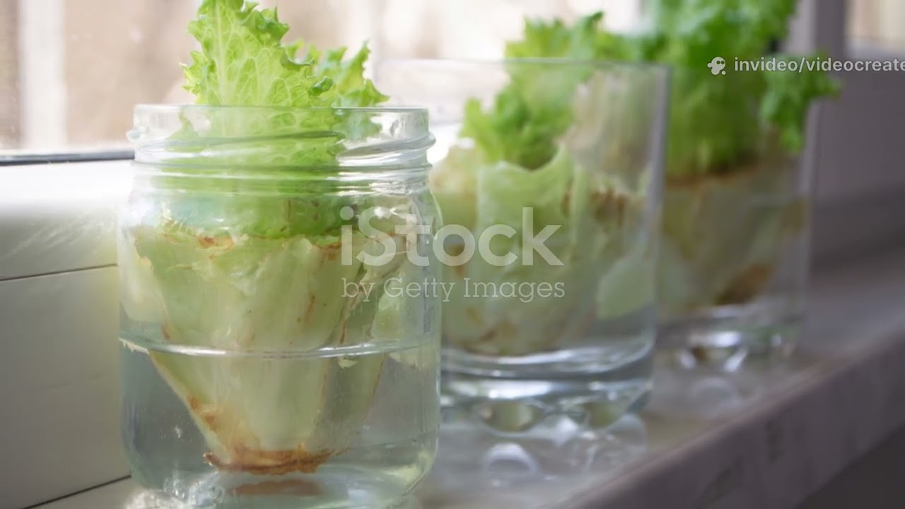 ¿Quieres disfrutar de una deliciosa ensalada fresca directamente de tu hogar?