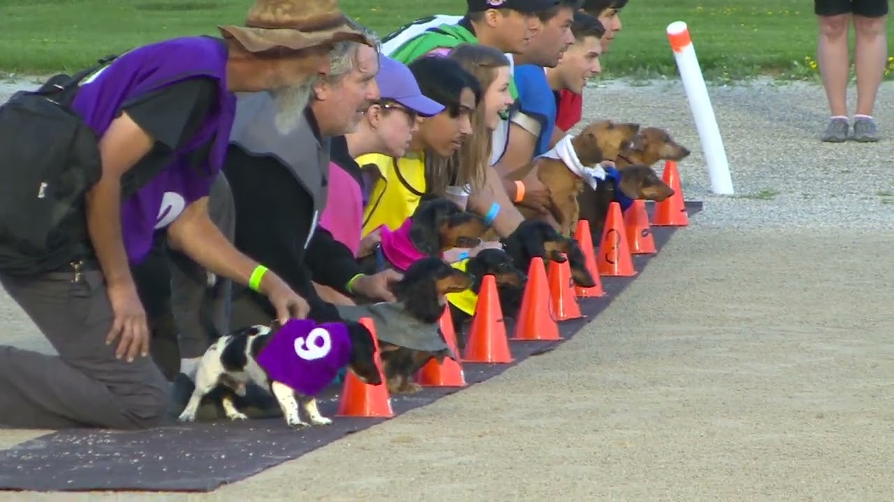 WEINER DOG RACE- FINAL-JULY 14,2023-GRAND RIVER RACEWAY