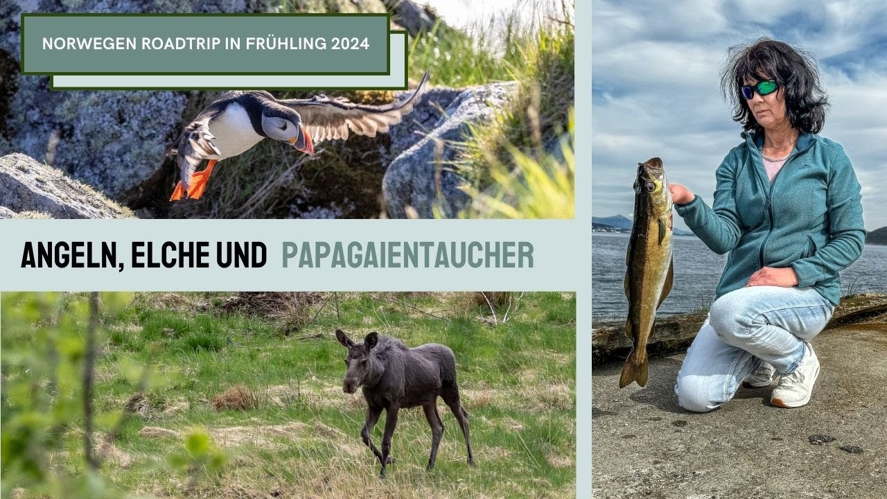 Camper Roadtrip in Norwegen | Wir gehen angeln | sehen Elche | Papageientaucher auf Runde