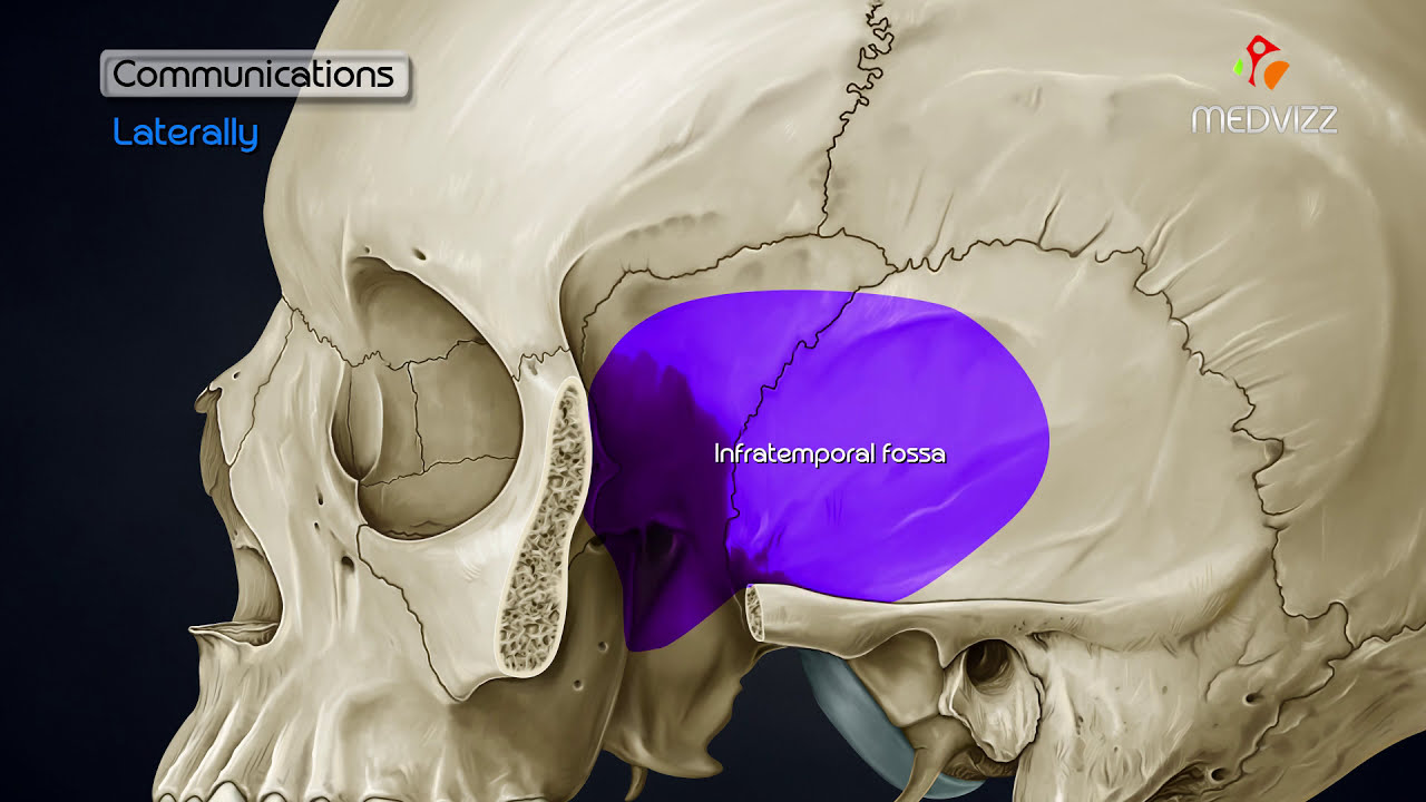 Pterygopalatine fossa : Head and neck Gross anatomy , medical animation
