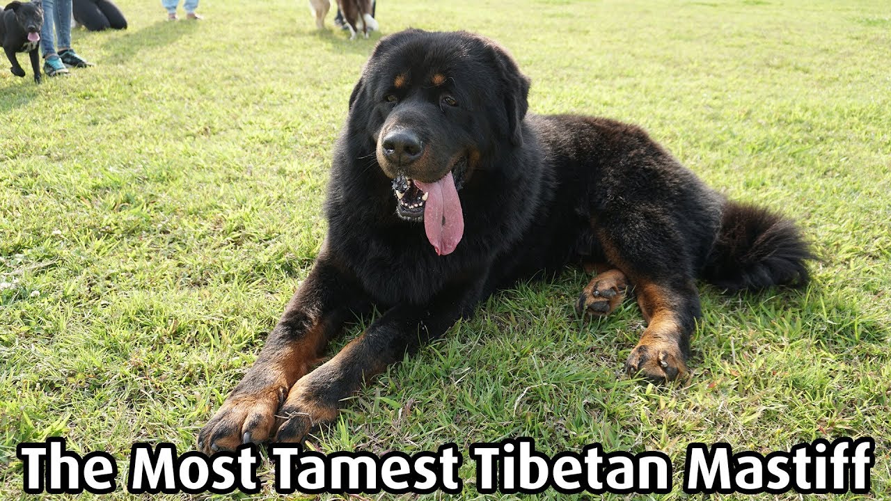 The Tamest Tibetan Mastiff in Taiwan | 台灣最溫馴的藏獒 [ 2018/03/25 ]