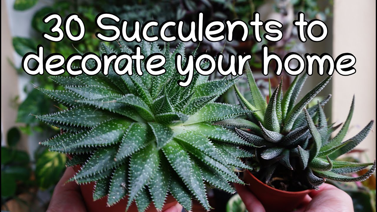 30 Low sunlight succulent names and care tips. Indoor half shade succulents.