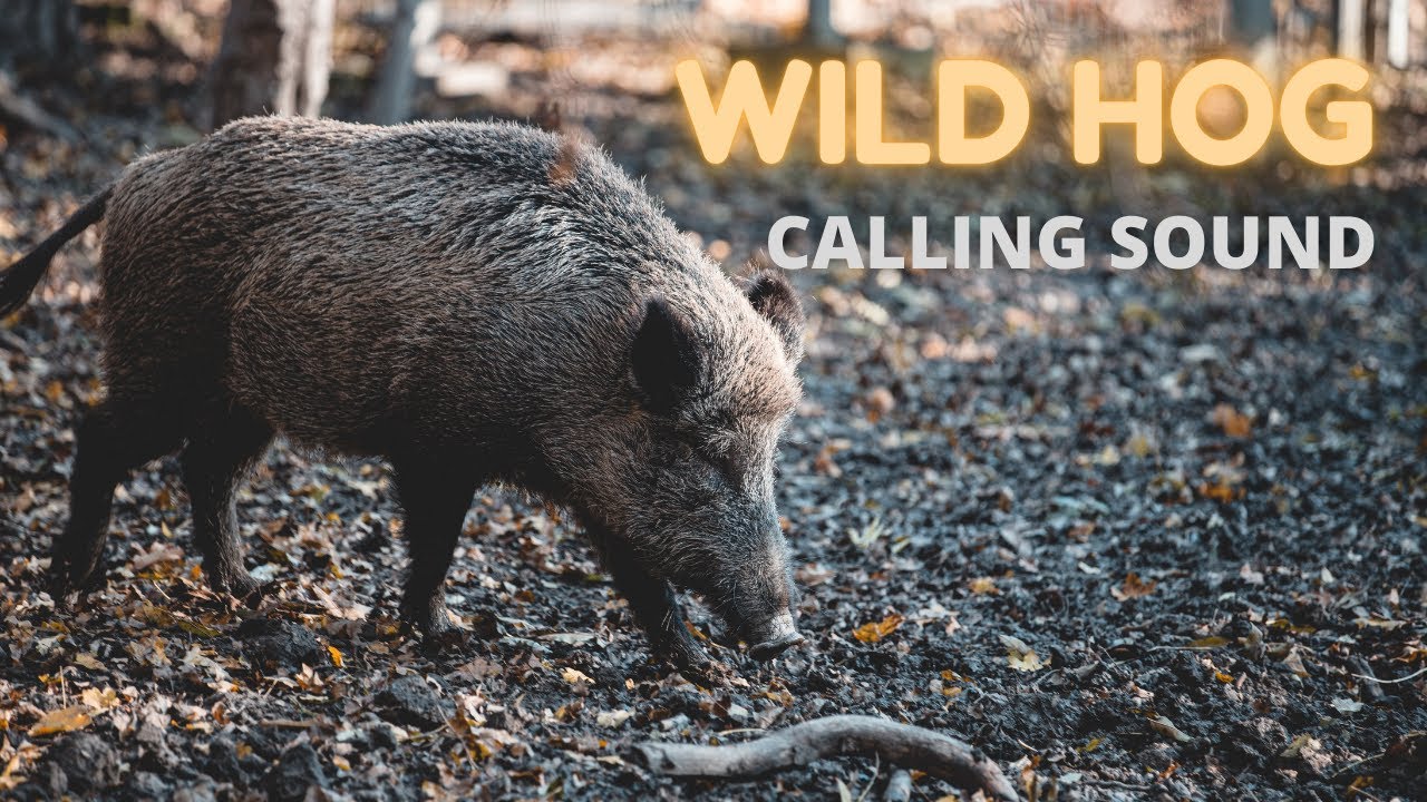 Wild Hog Calling Sound