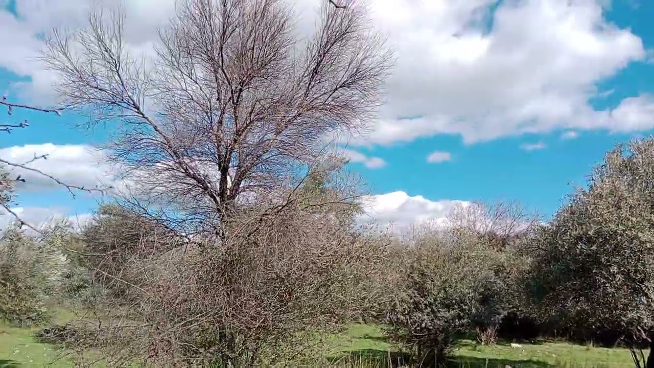 Kırkgözhan arkası/Döşemealtı Antalya 
