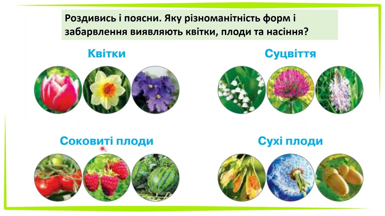 Чому квіткові найпоширеніші рослини на Землі