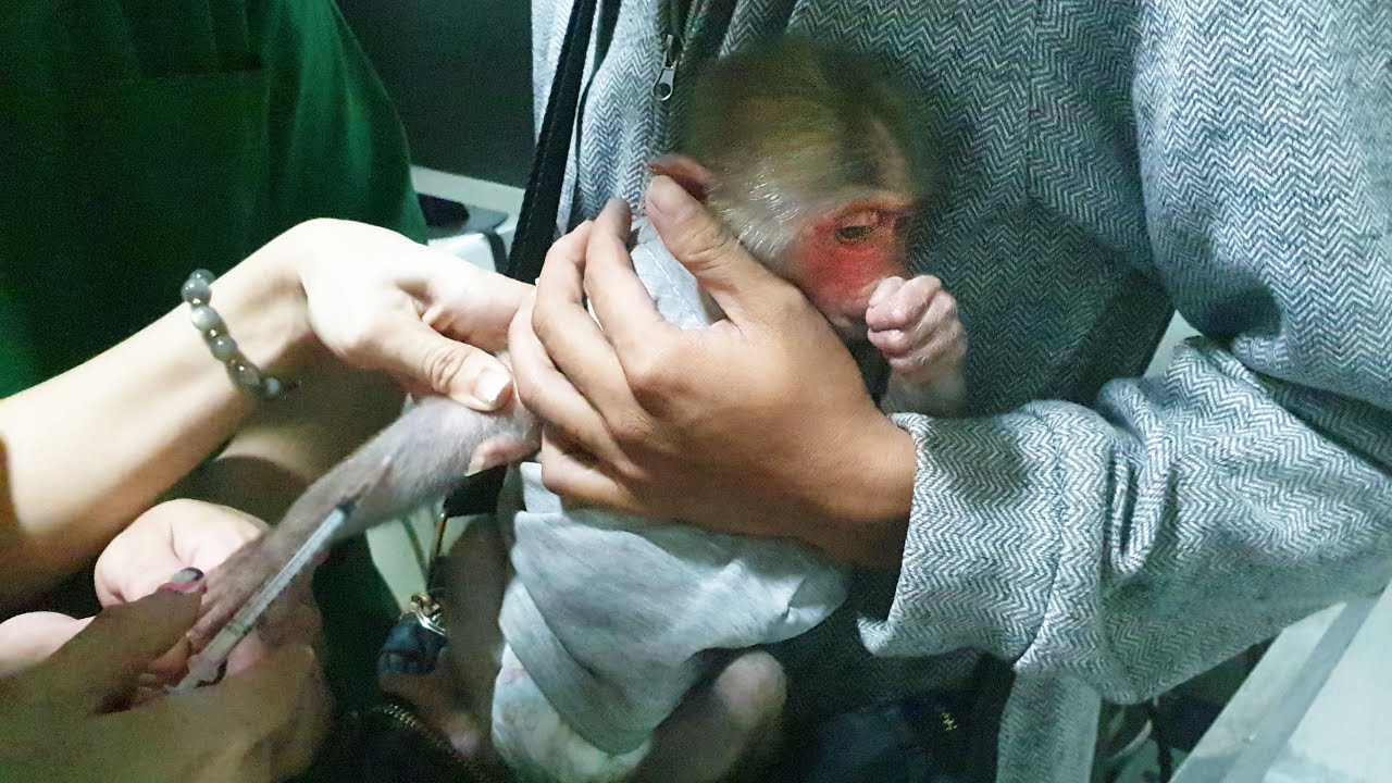 Baby monkey Bob comes to the clinic for check ups and treatment out of town