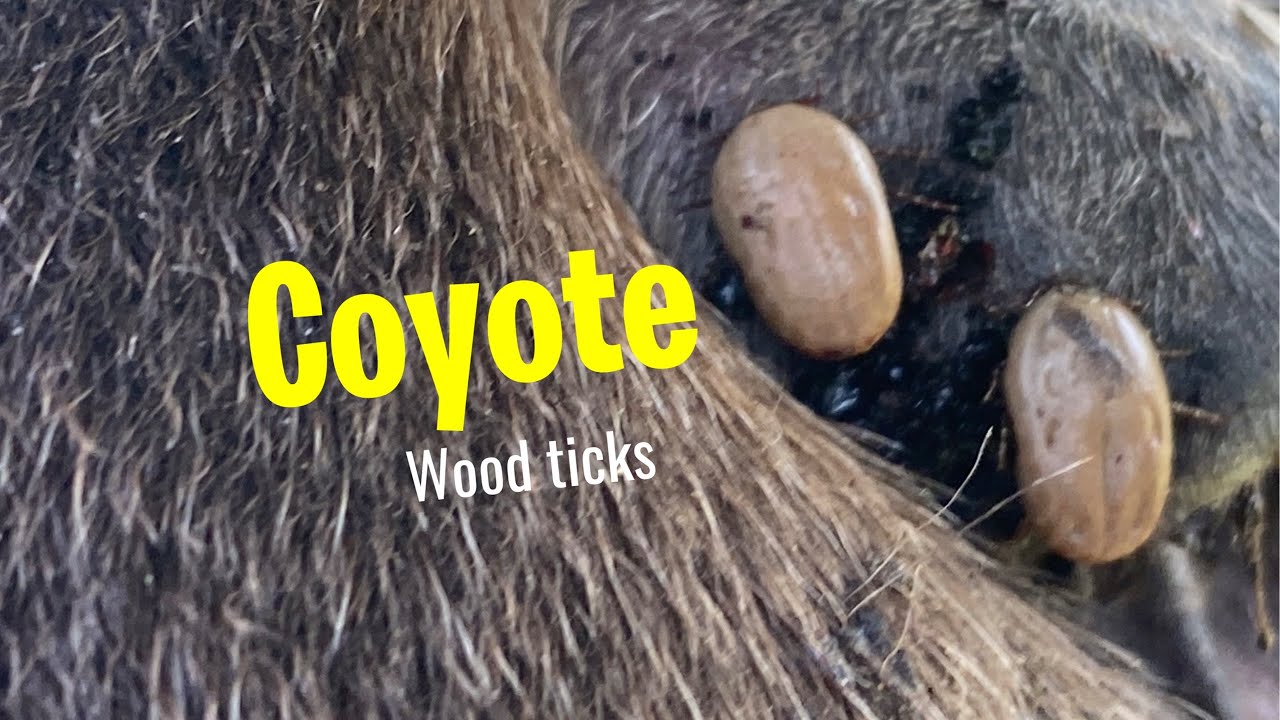 Wood tick picking off coyote the feral foal