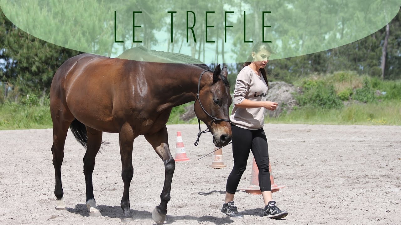 Test Equifeel : Trèfle