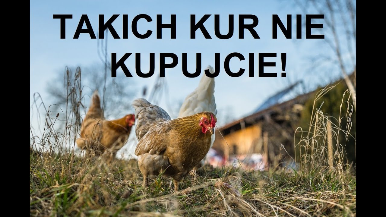 Odcinek 1235 NIE KUPUJCIE KUR MŁODSZYCH NIŻ 15 TYDZIEŃ I STARSZYCH NIŻ ROK!