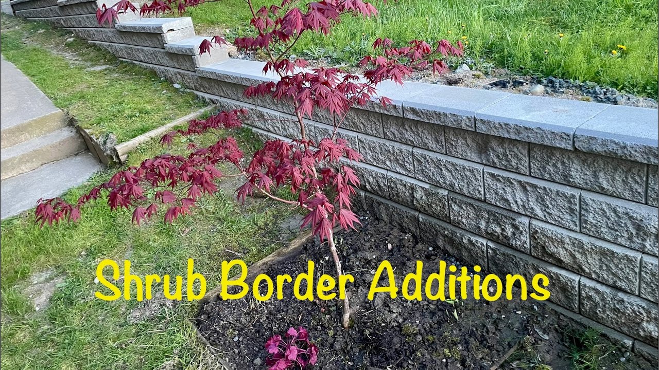 Transplanting Hydrangeas, Splitting Hosta, Replanting Heaving Wild Heuchera & Planting Hellebores!