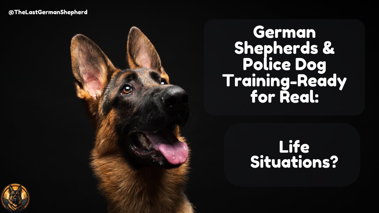 German Shepherds & Police Dog Training-Ready for Real-Life Situations?
