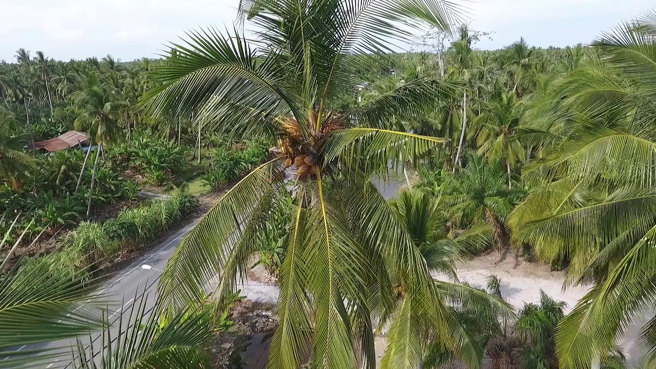 Bagan Datoh