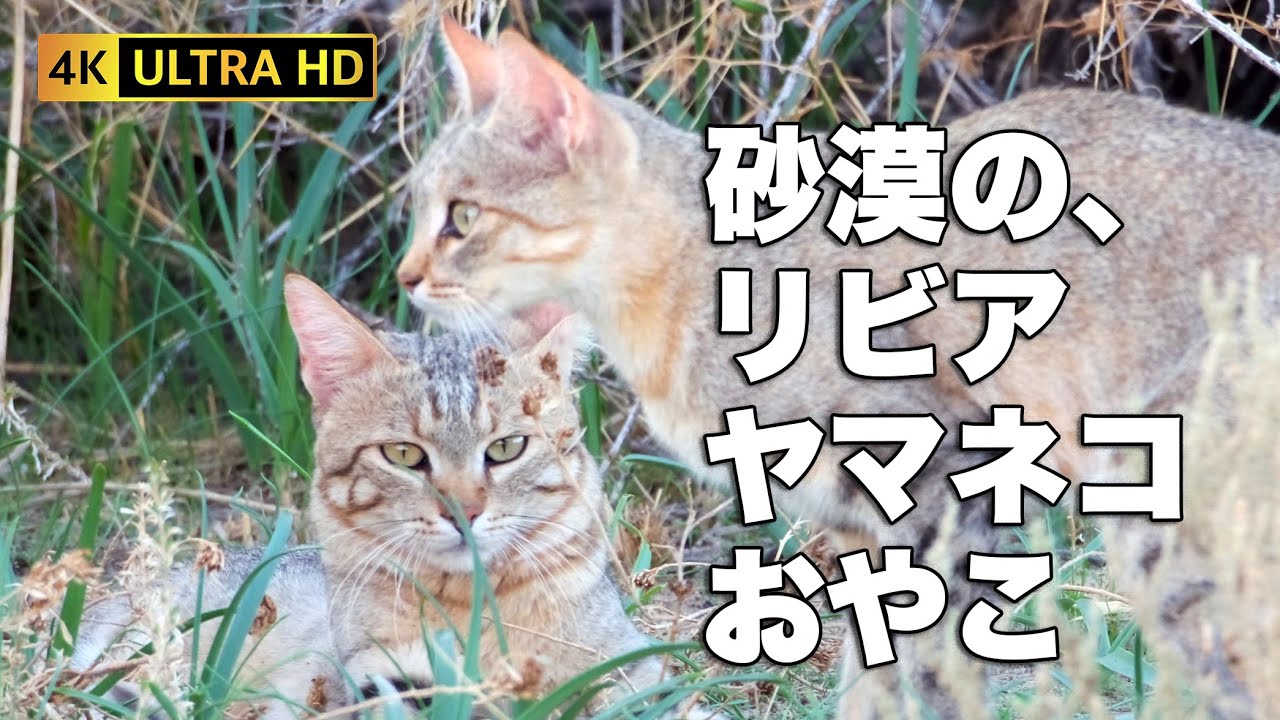 猫の祖先！リビアヤマネコの親子 (ボツワナ) / African Wildcat Family【4K】