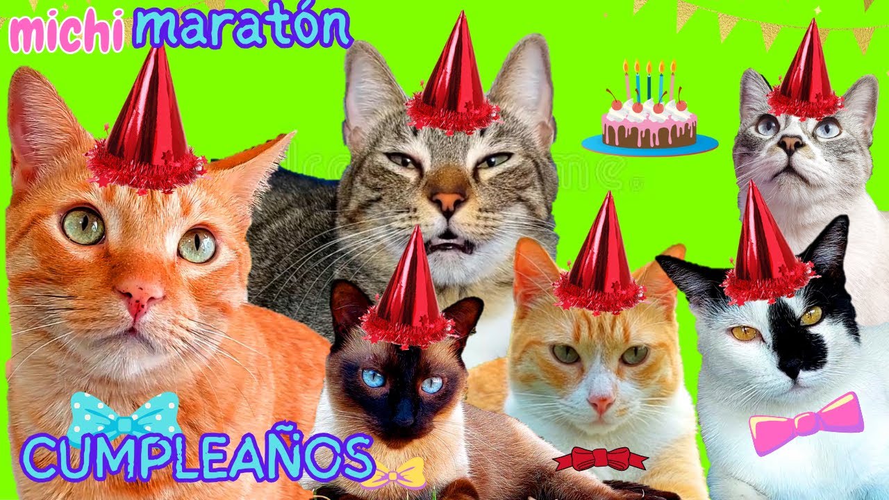 5 Mejores Cumpleaños de Mis Gatos! 🎈🎂 Maratón de Cumples! MICHI TOP
