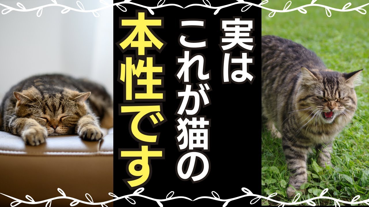 【トリビア】77の驚き！猫の雑学知ってましたか？