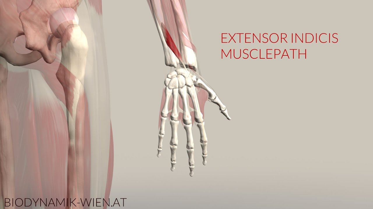 Extensor Indicis Musclepath (3D Animation)