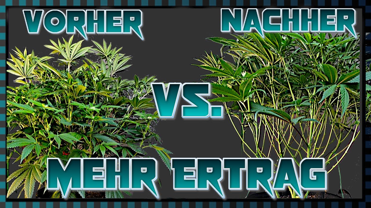 🍁 So baue ich Cannabis an 🍁 Lollipopping & was tun gegen Hitzestress? Wir testen Strains vor Release