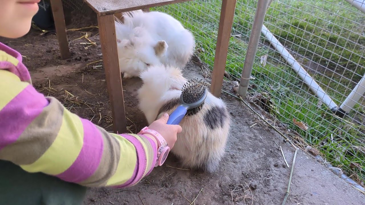 Dbamy o czystość Toffi i Puszela 🐇🐇 Hodowla króliczków z Miziulką #4