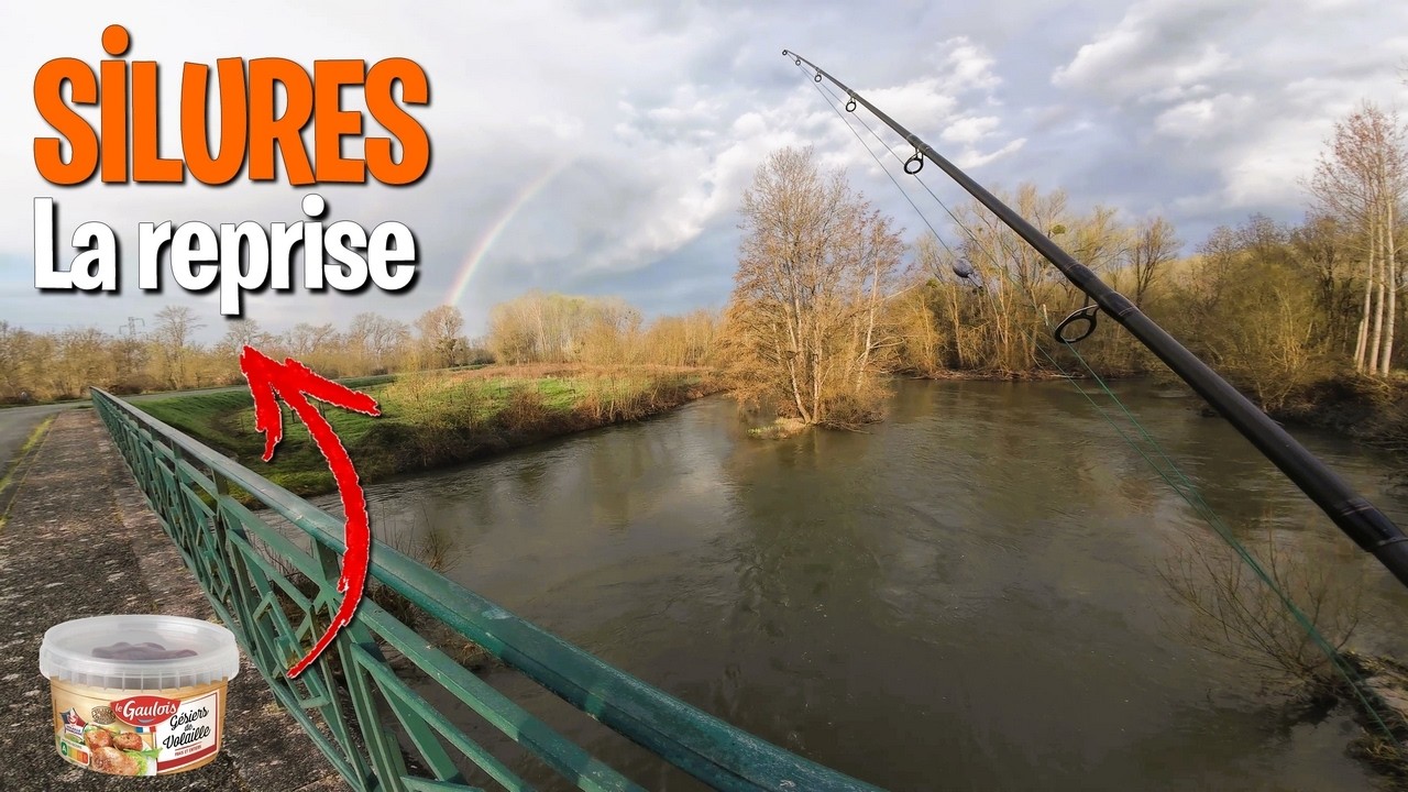 P&Ecirc;CHE du SILURE au G&Eacute;SIERS : C'est la reprise !