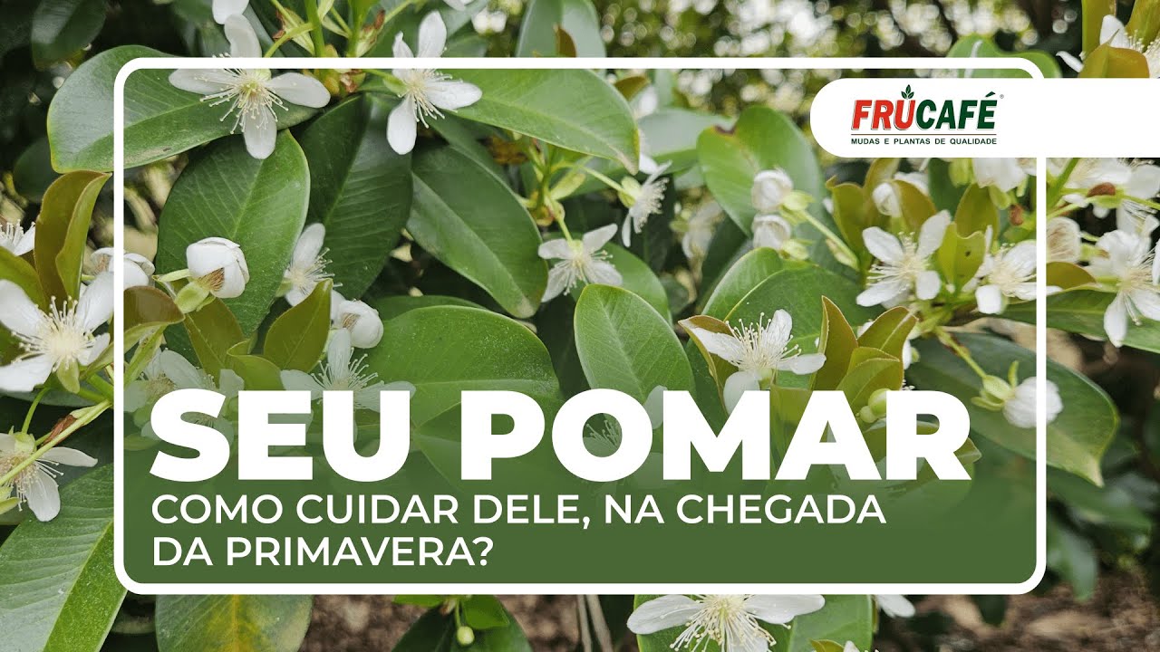Como cuidar do 