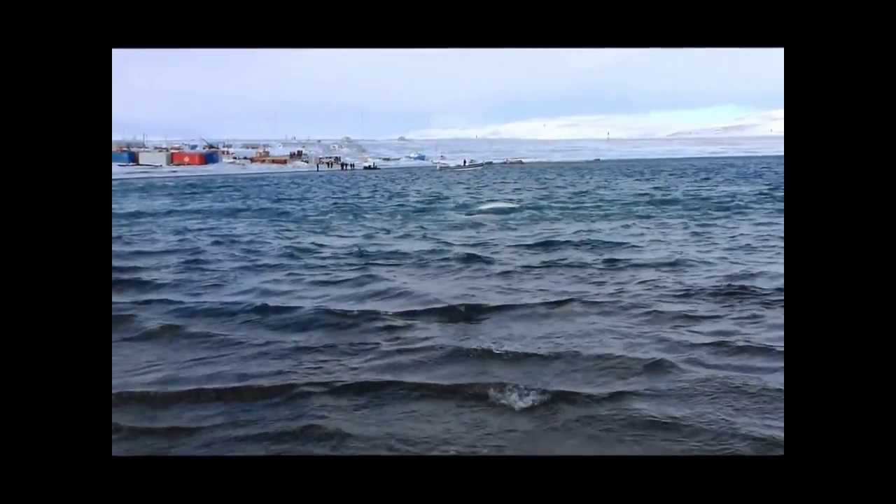 Belugas At Resolute Bay