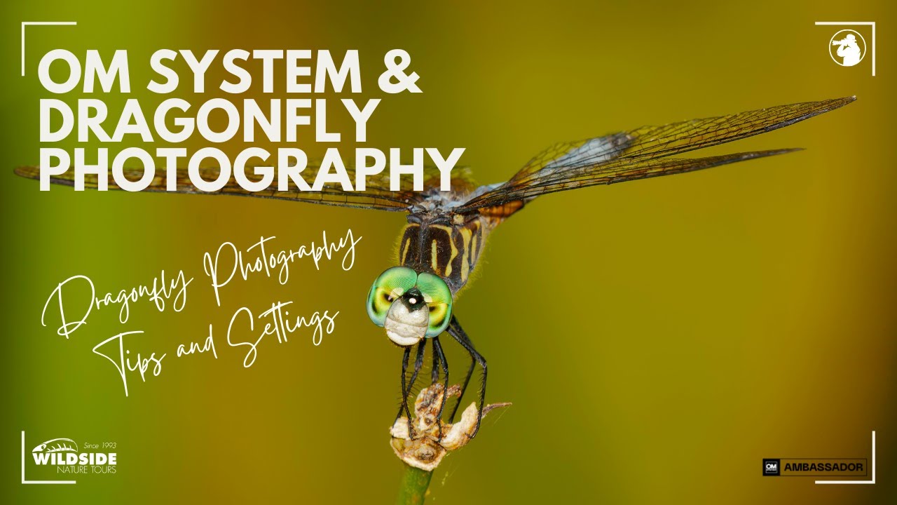 Photographing Dragonflies in Florida - OM System