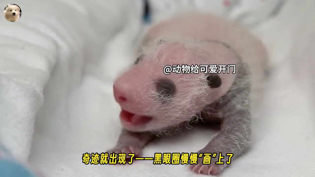 大熊猫上厕所顺便生娃画面太离谱，这也太轻松了吧！